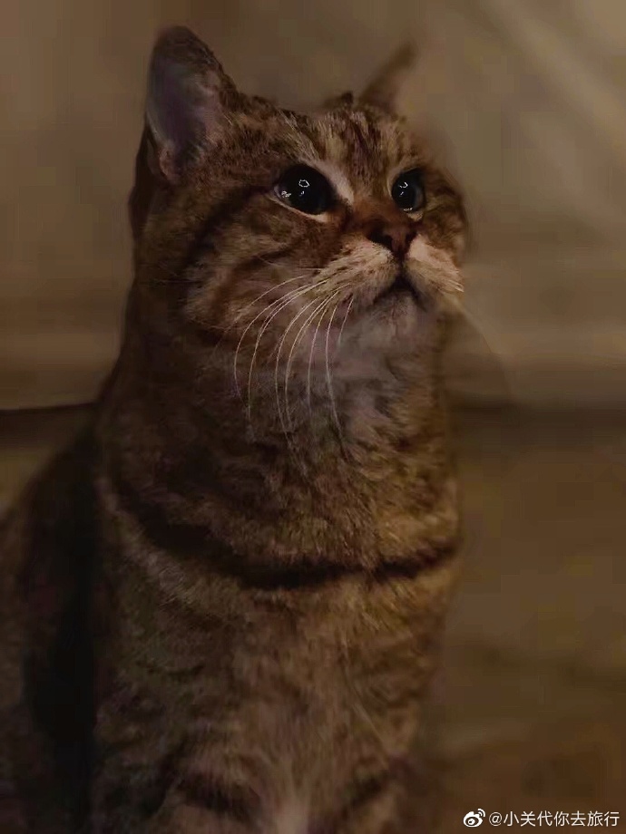 猫图片|宠物猫|猫咪|