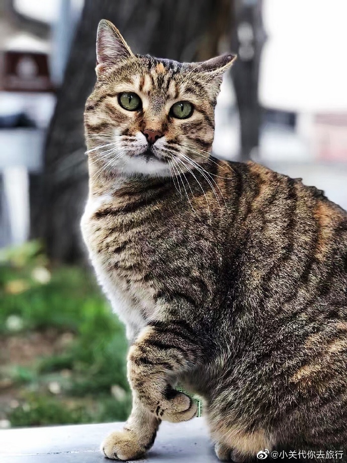 猫图片|宠物猫|猫咪|