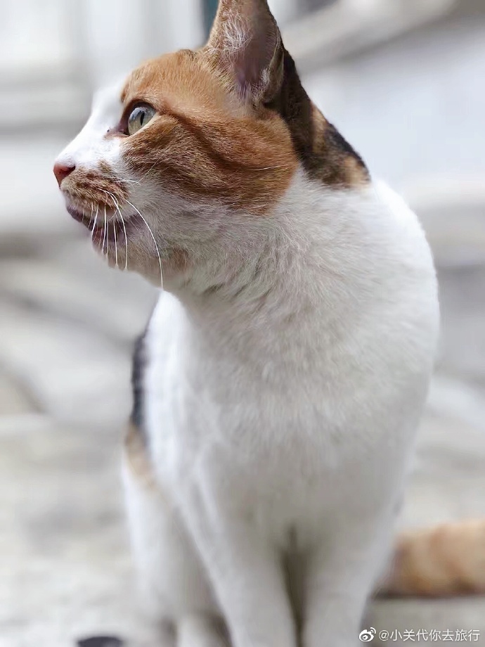 猫图片|宠物猫|猫咪|