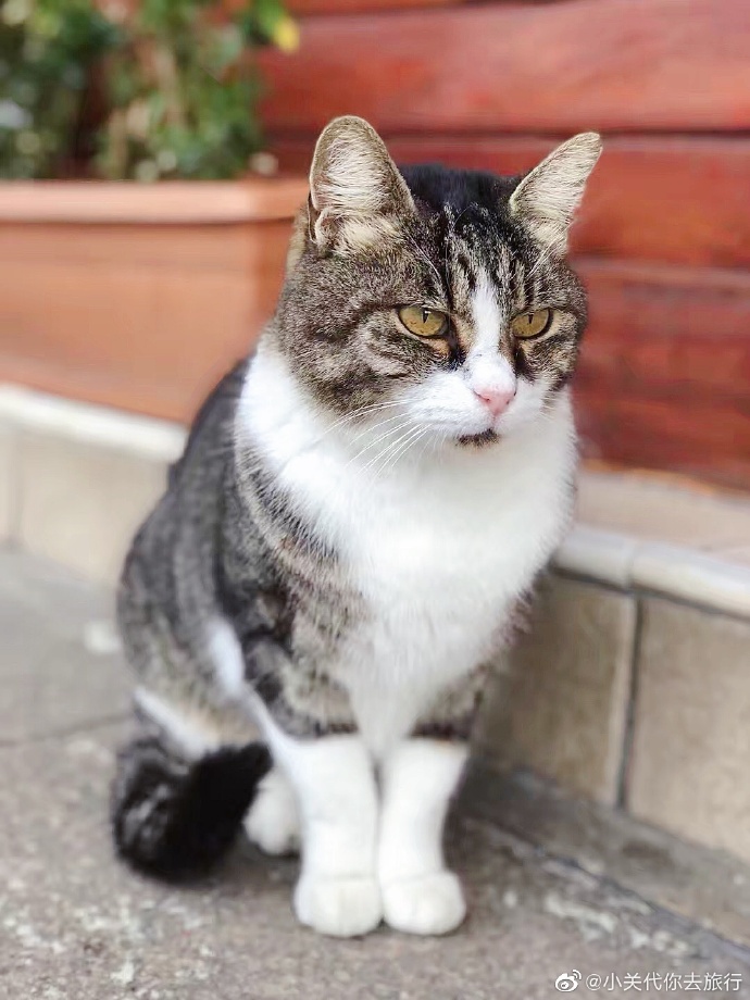 猫图片|宠物猫|猫咪|