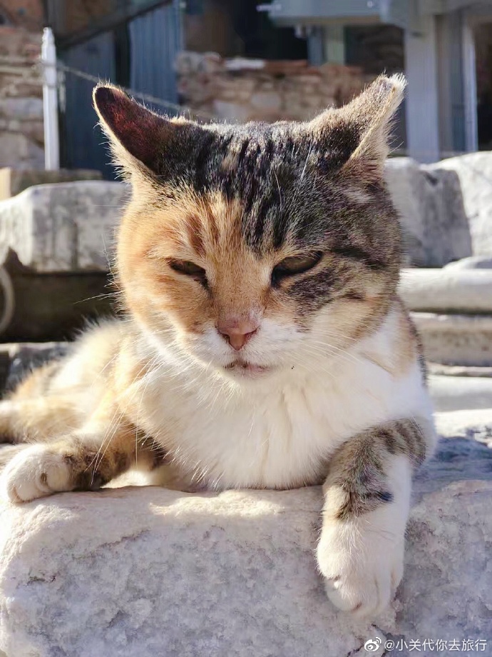 猫图片|宠物猫|猫咪|