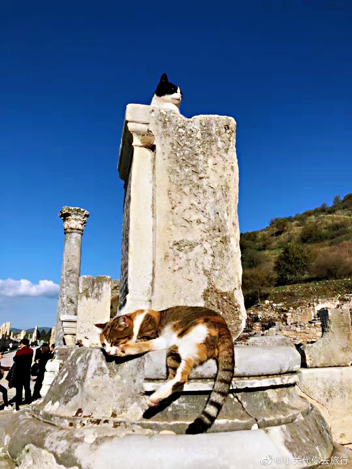 猫图片|宠物猫|猫咪|