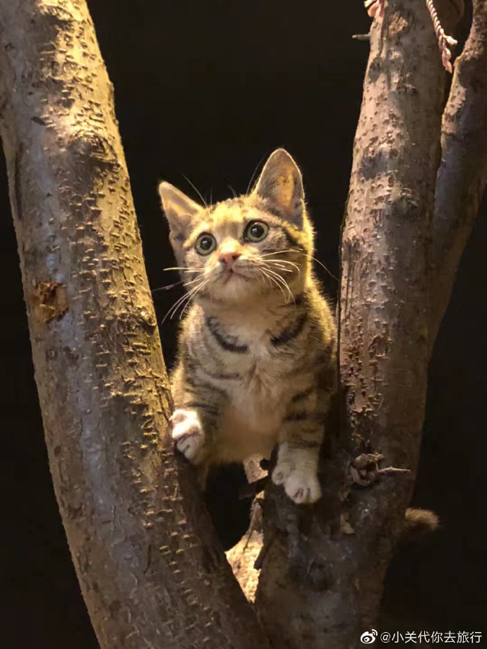 猫图片|宠物猫|猫咪|