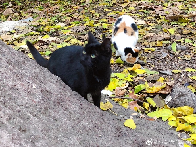 猫图片|宠物猫|猫咪|