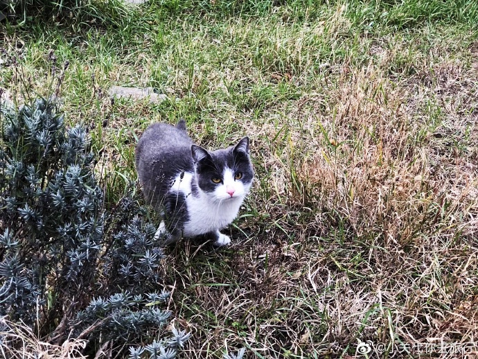 猫图片|宠物猫|猫咪|