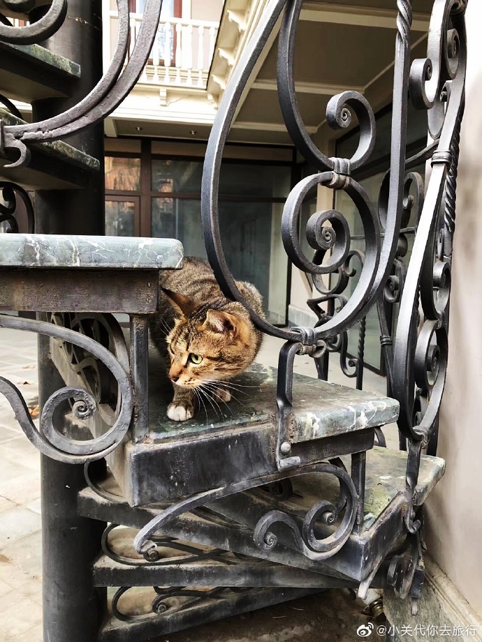 猫图片|宠物猫|猫咪|