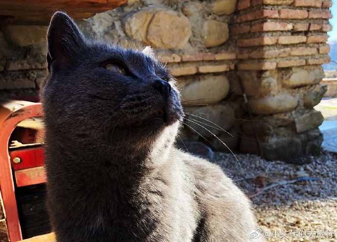 猫图片|宠物猫|猫咪|