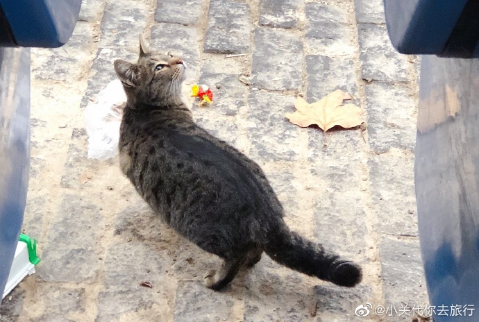 猫图片|宠物猫|猫咪|