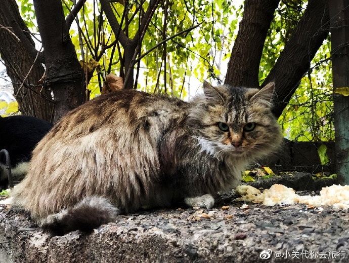 猫图片|宠物猫|猫咪|