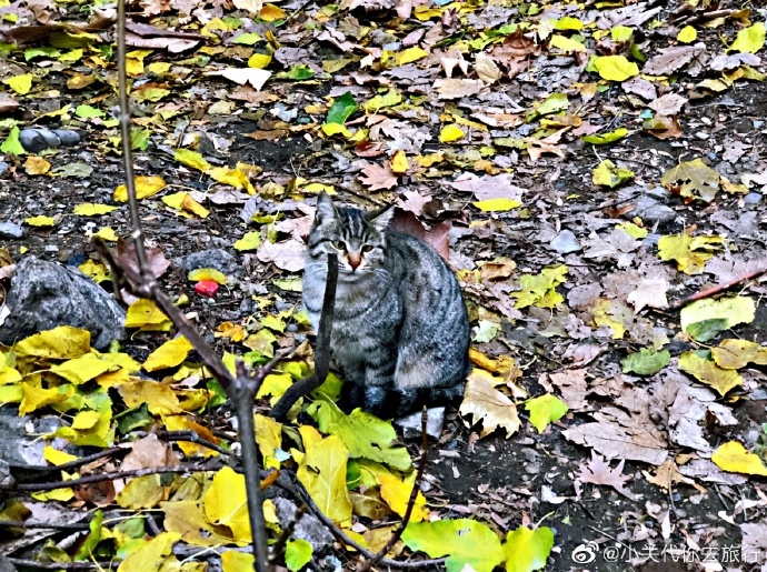 猫图片|宠物猫|猫咪|