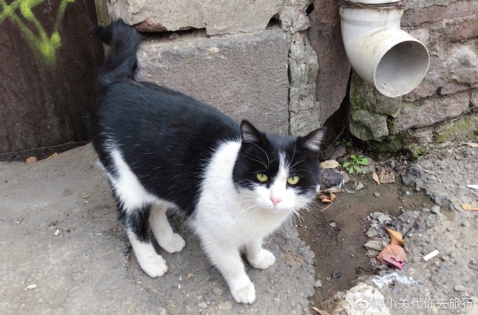 猫图片|宠物猫|猫咪|