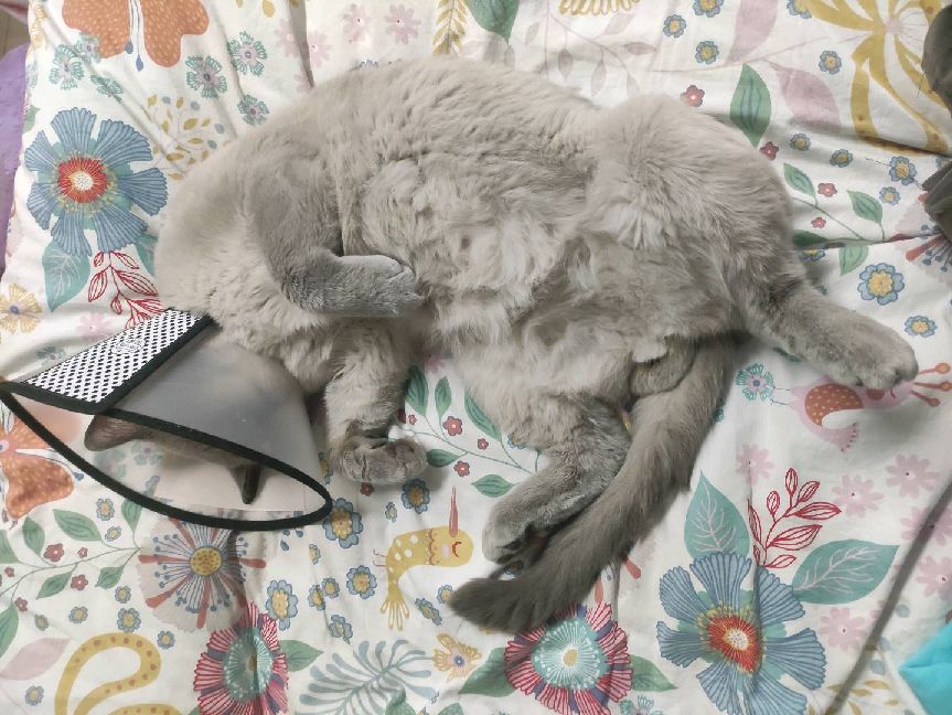 猫图片|宠物猫|猫咪|