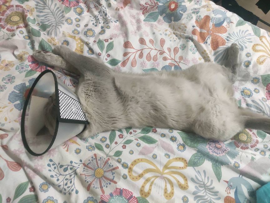 猫图片|宠物猫|猫咪|