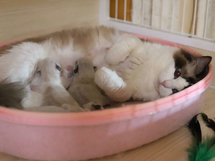 猫图片|宠物猫|猫咪|