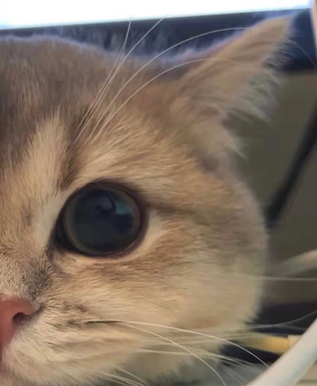 猫图片|宠物猫|猫咪|