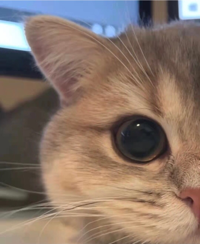 猫图片|宠物猫|猫咪|