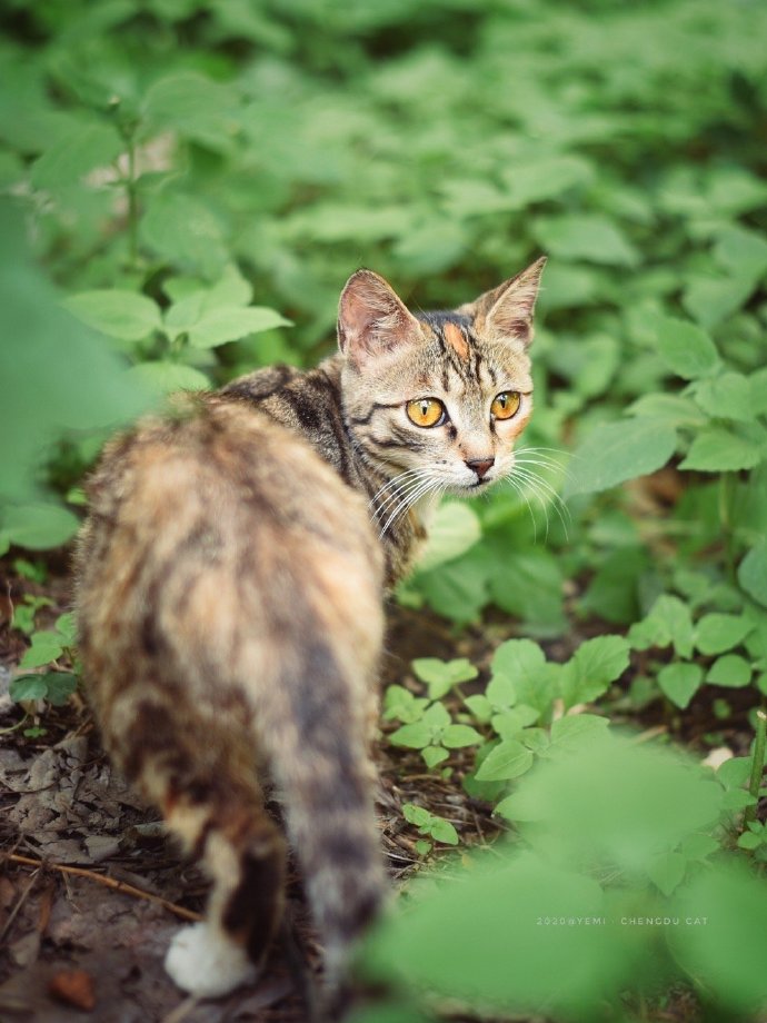 猫图片|宠物猫|猫咪|