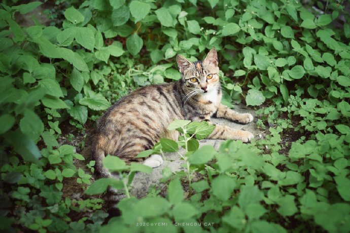 猫图片|宠物猫|猫咪|