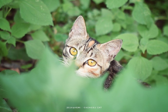 猫图片|宠物猫|猫咪|