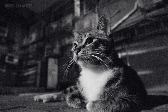 猫图片|宠物猫|猫咪|