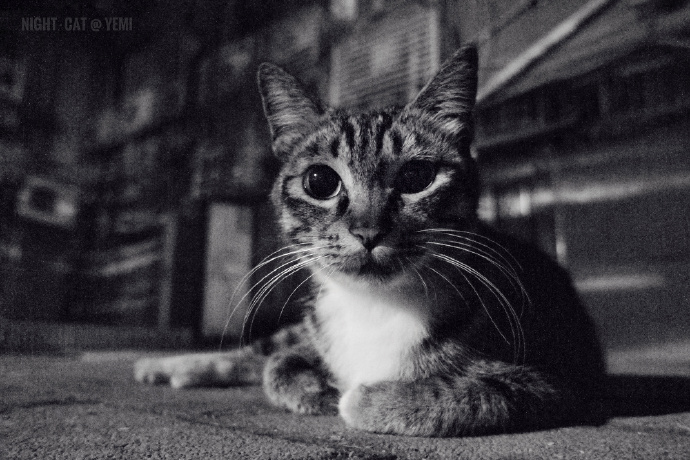 猫图片|宠物猫|猫咪|