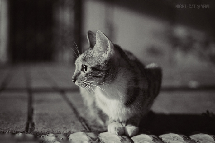 猫图片|宠物猫|猫咪|