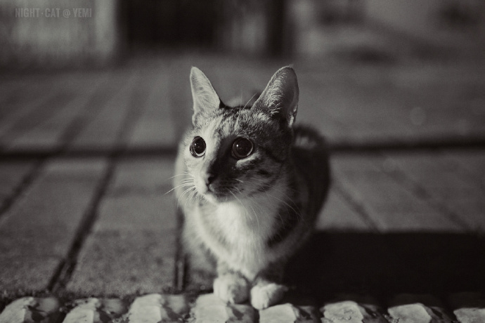 猫图片|宠物猫|猫咪|