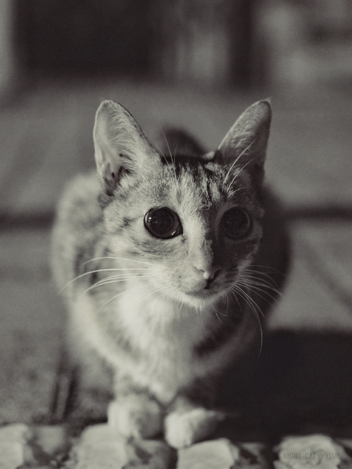 猫图片|宠物猫|猫咪|