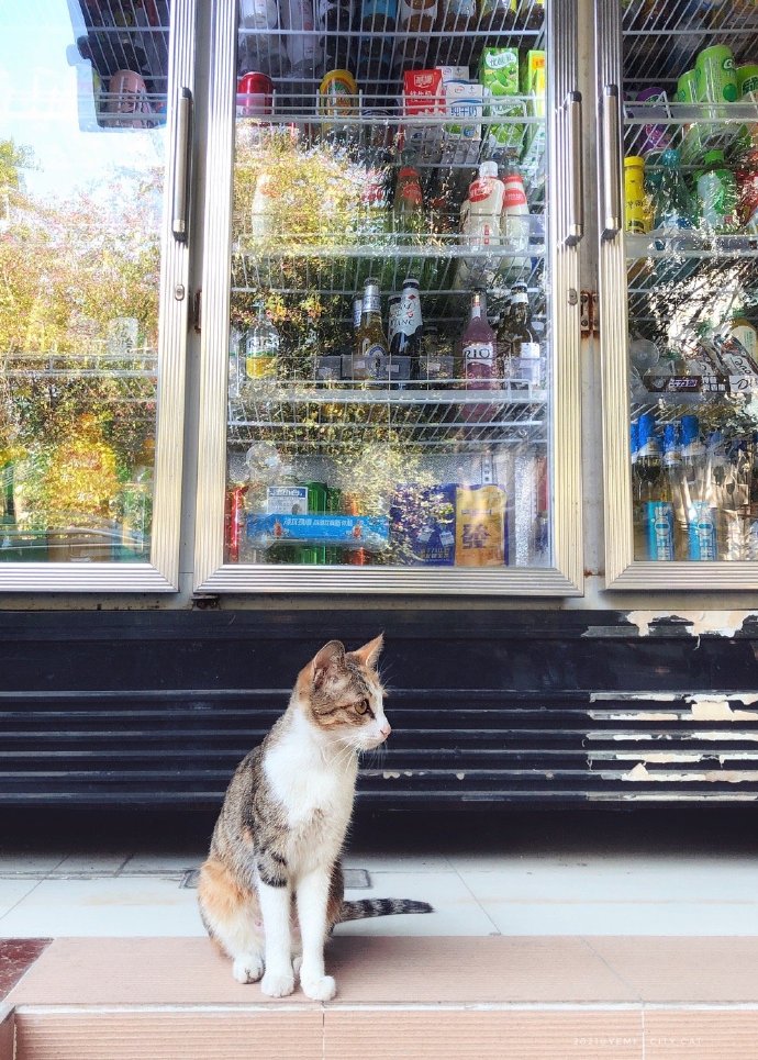 猫图片|宠物猫|猫咪|