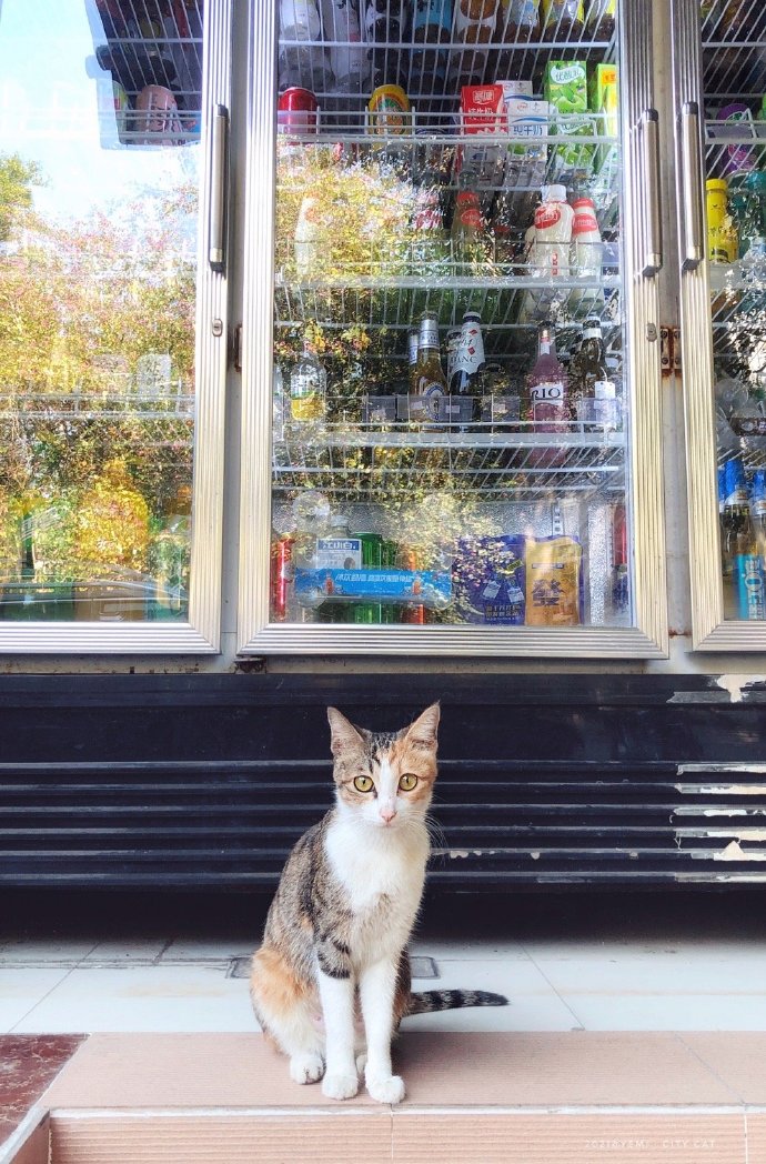 猫图片|宠物猫|猫咪|