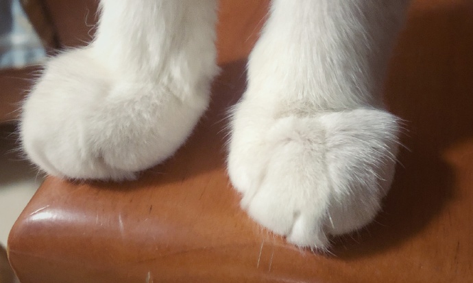 猫图片|宠物猫|猫咪|