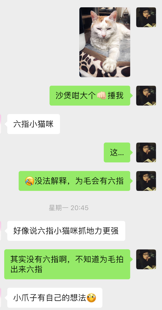 猫图片|宠物猫|猫咪|