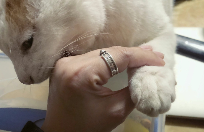 猫图片|宠物猫|猫咪|