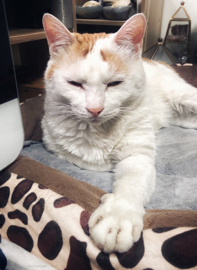 猫图片|宠物猫|猫咪|