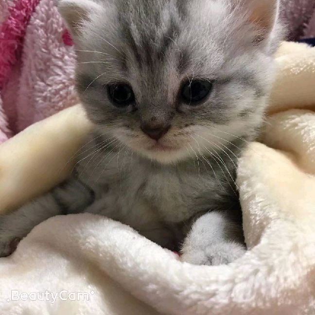 猫图片|宠物猫|猫咪|