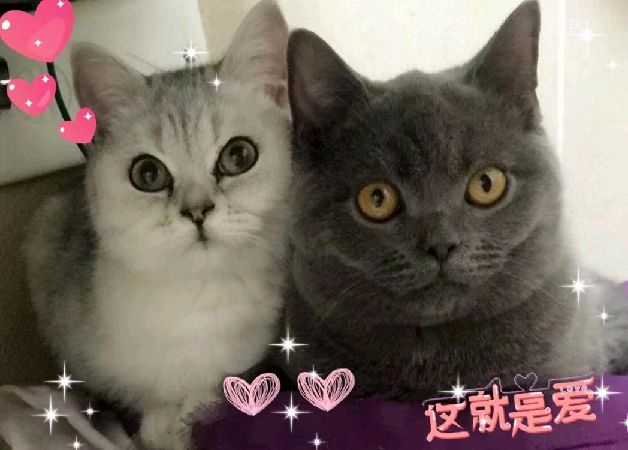 猫图片|宠物猫|猫咪|