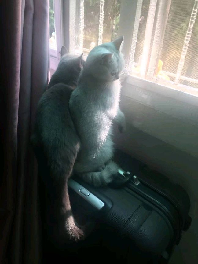 猫图片|宠物猫|猫咪|