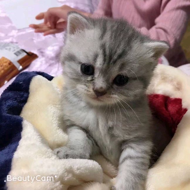 猫图片|宠物猫|猫咪|