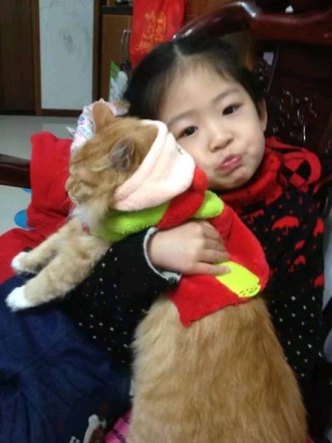 猫图片|宠物猫|猫咪|