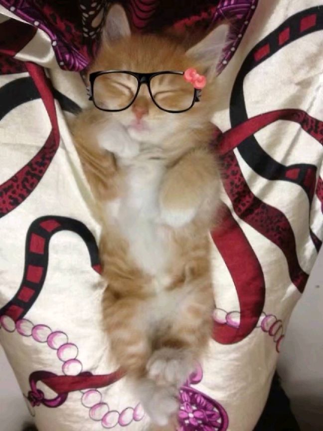 猫图片|宠物猫|猫咪|