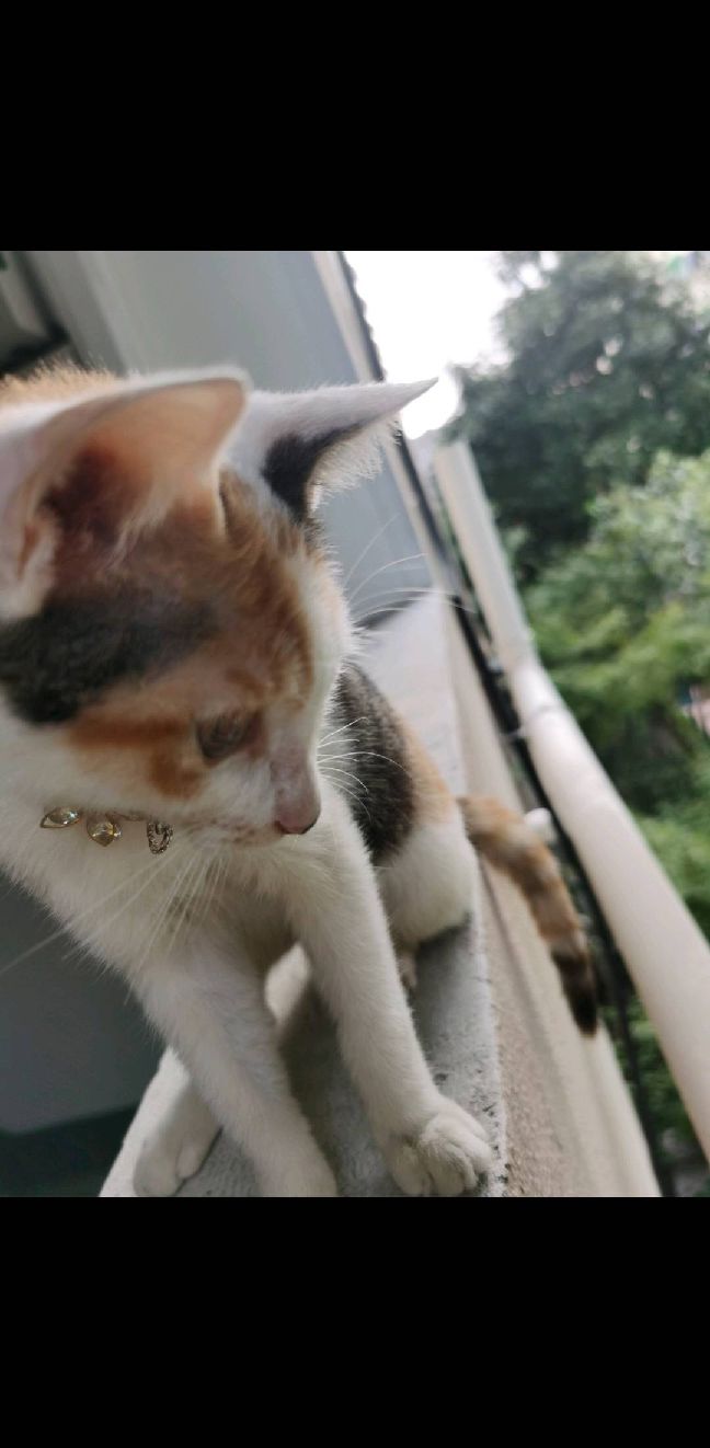 猫图片|宠物猫|猫咪|