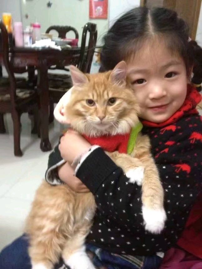 猫图片|宠物猫|猫咪|