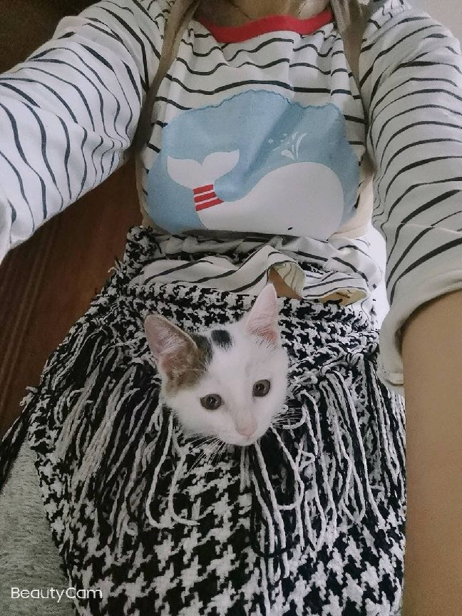 猫图片|宠物猫|猫咪|