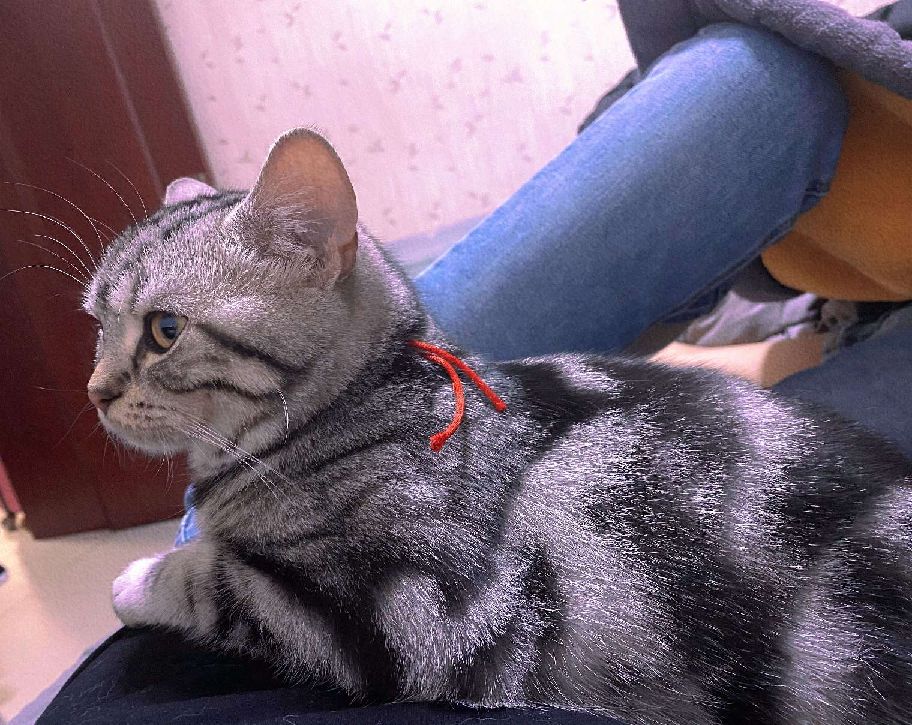 猫图片|宠物猫|猫咪|