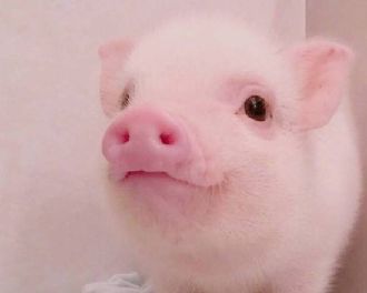 猫图片|宠物猫|猫咪|