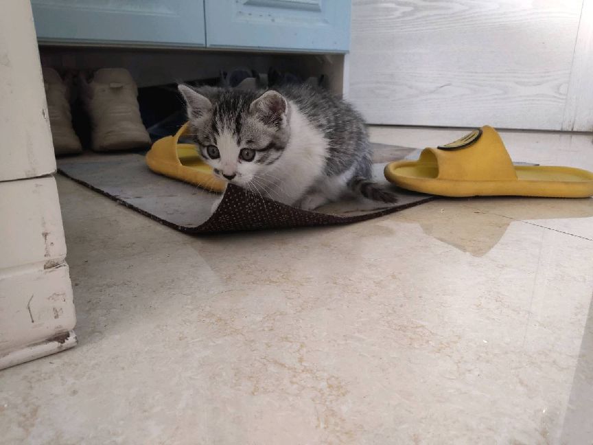 猫图片|宠物猫|猫咪|