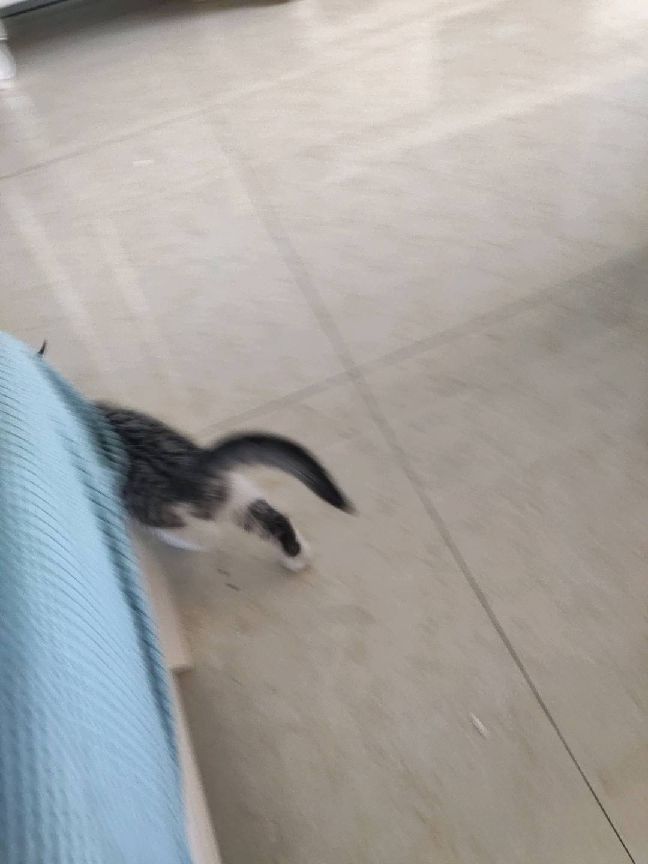 猫图片|宠物猫|猫咪|