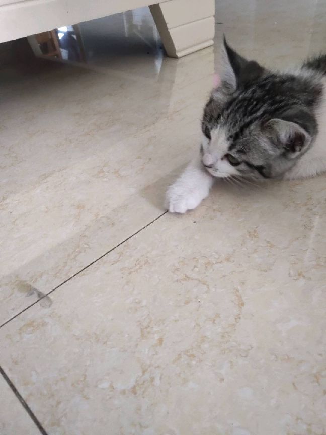 猫图片|宠物猫|猫咪|