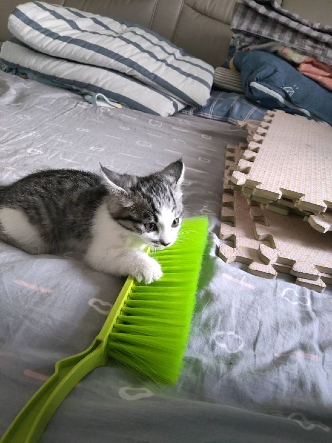 猫图片|宠物猫|猫咪|