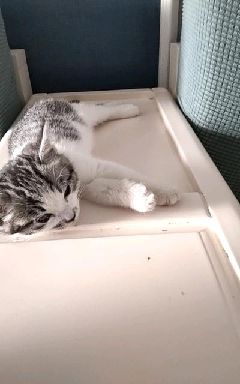 猫图片|宠物猫|猫咪|